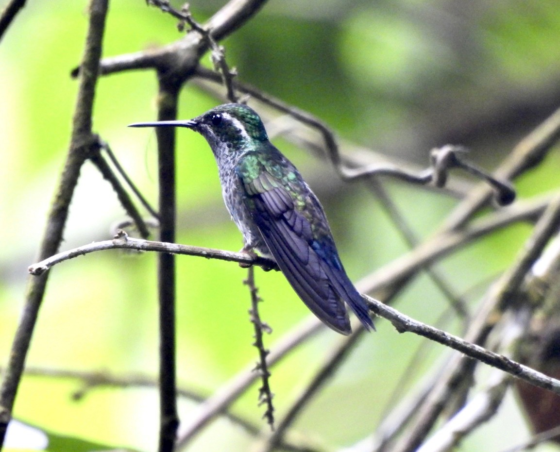 Colibri de Sybil - ML635021100