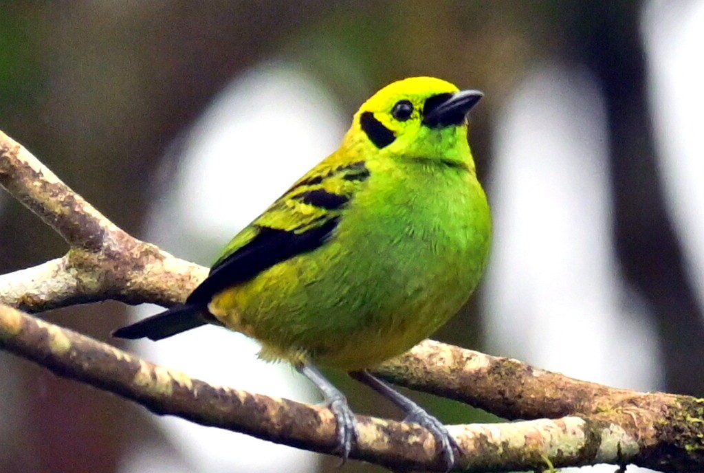 Emerald Tanager - ML635021102
