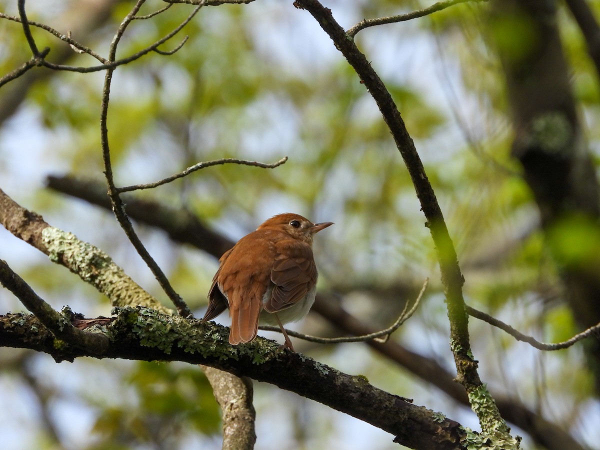 Veery - ML635021115