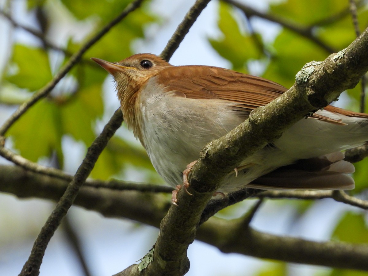Veery - ML635021118