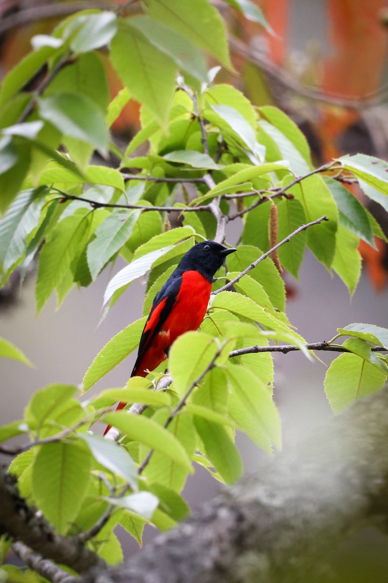 Scarlet Minivet - ML635021155