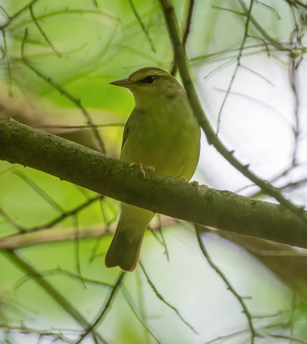 Swainson's Warbler - ML635021184
