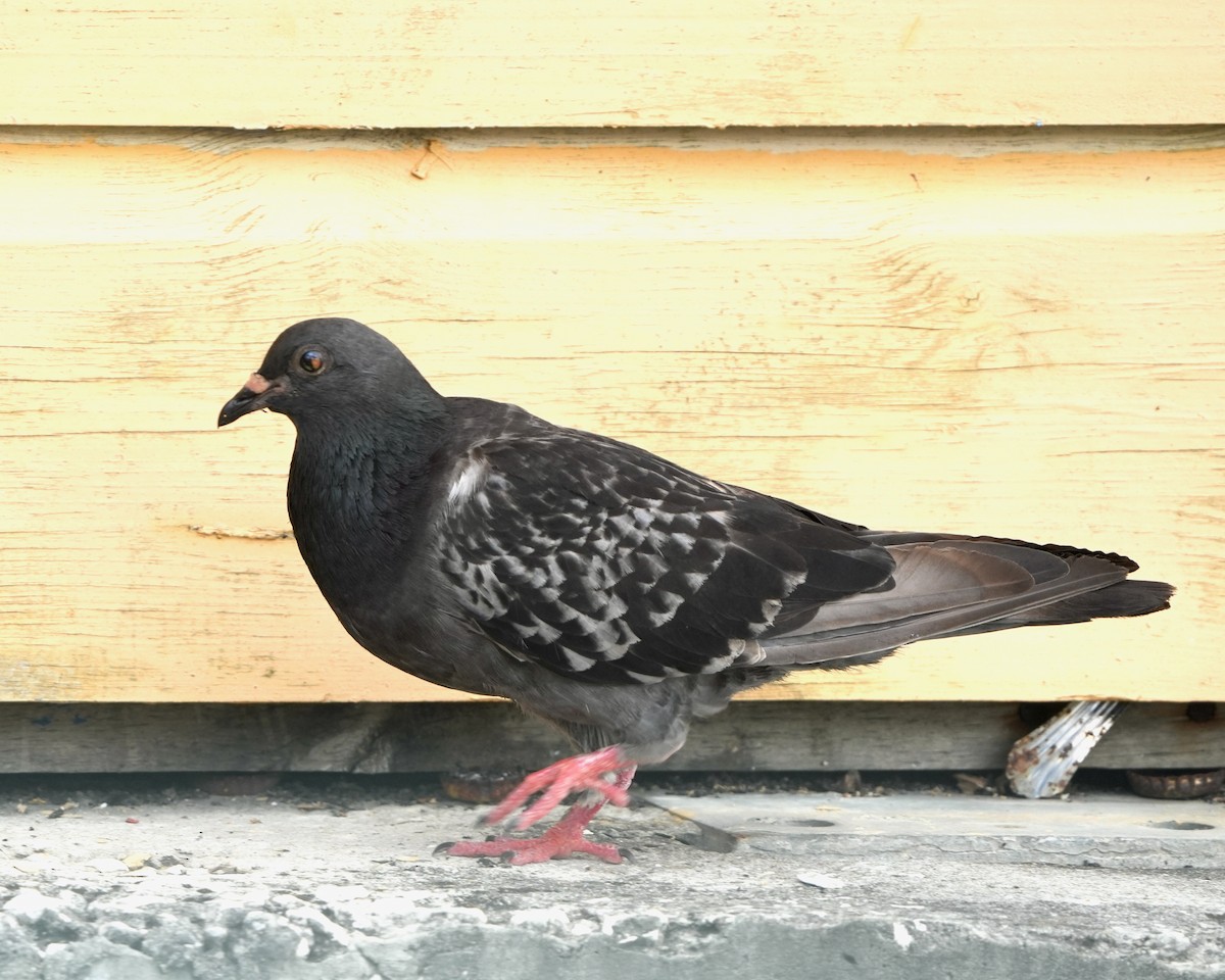 Rock Pigeon (Feral Pigeon) - ML635021204