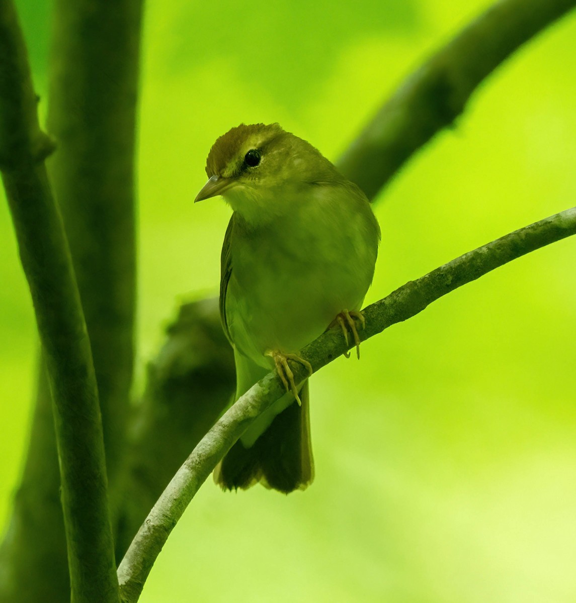 Swainson's Warbler - ML635021218