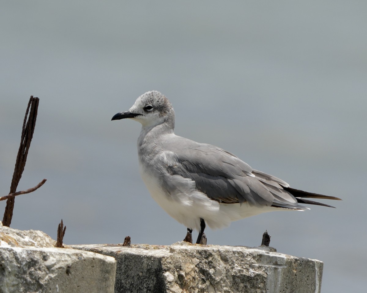 Laughing Gull - ML635021221