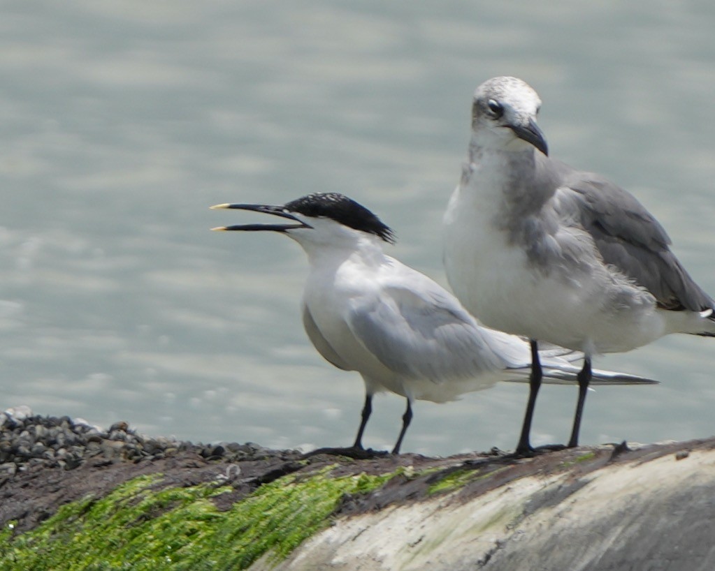 Sandwich Tern - ML635021241