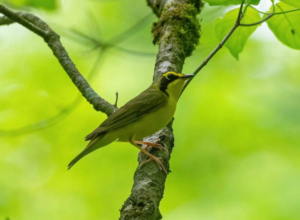 Kentucky Warbler - ML635021250