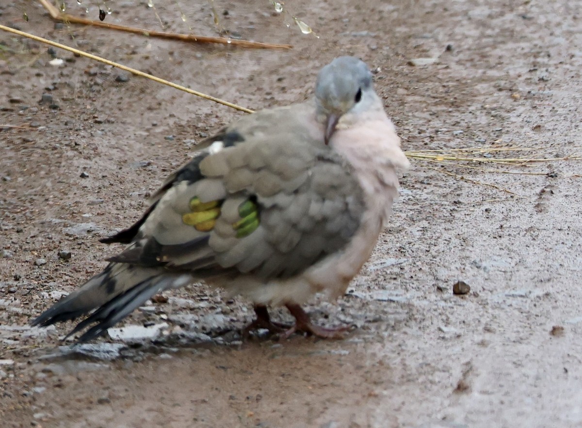 Emerald-spotted Wood-Dove - ML635021299