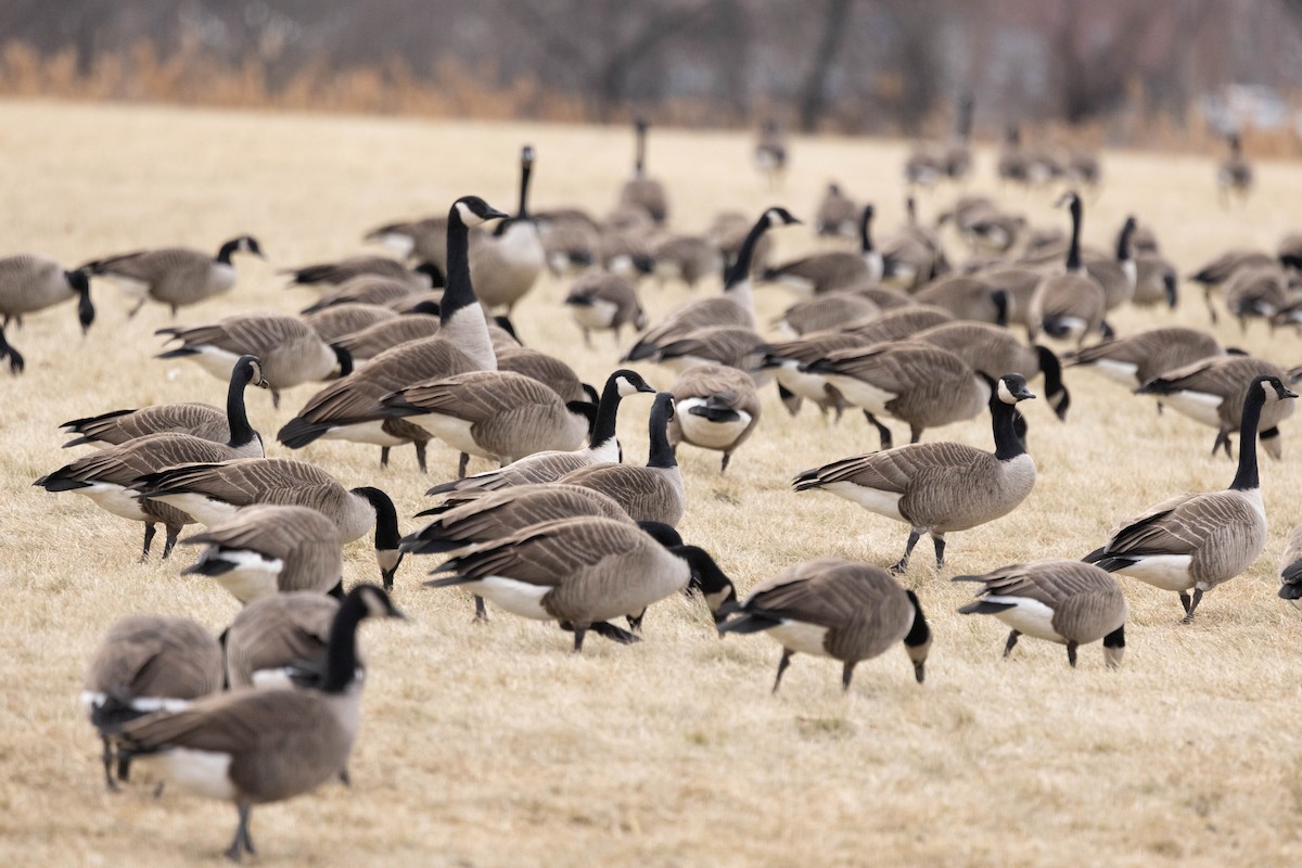 Cackling Goose (Richardson's) - ML635021305