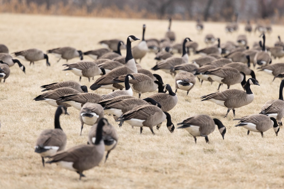 Cackling Goose (Richardson's) - ML635021306