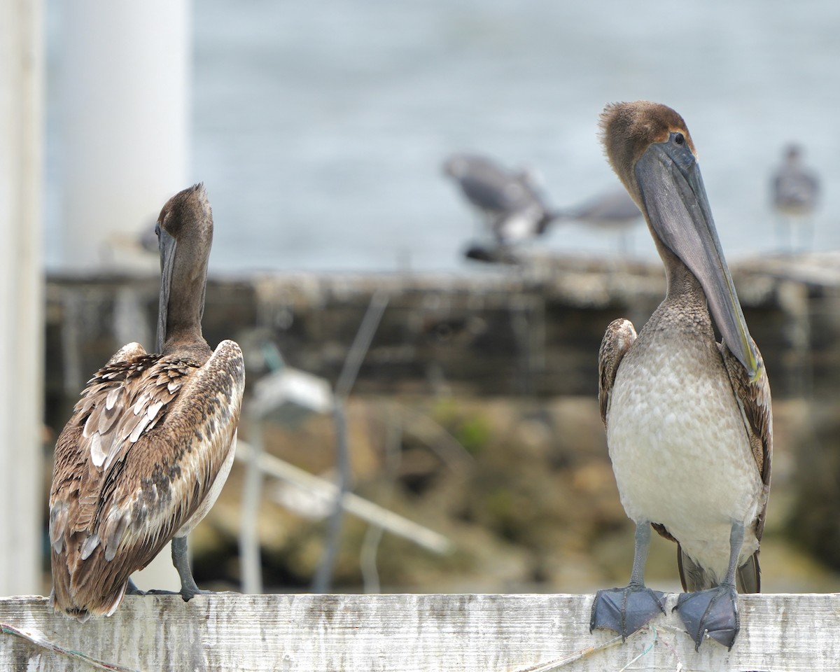 Brown Pelican - ML635021310