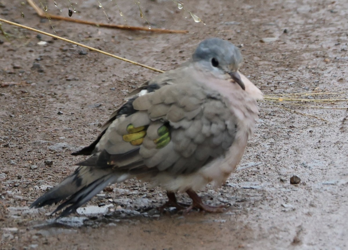 Emerald-spotted Wood-Dove - ML635021324