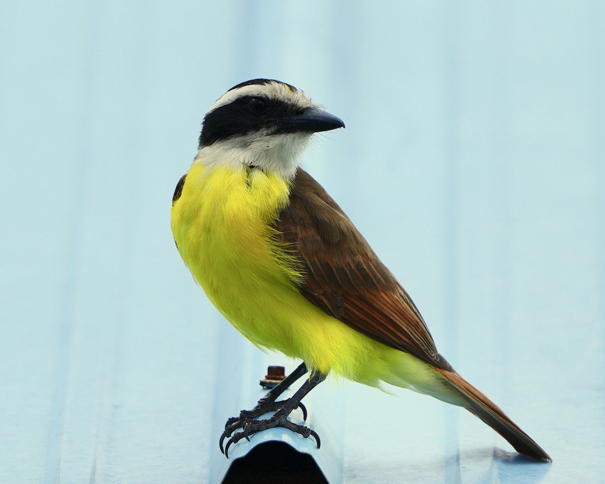 Great Kiskadee - ML635021332