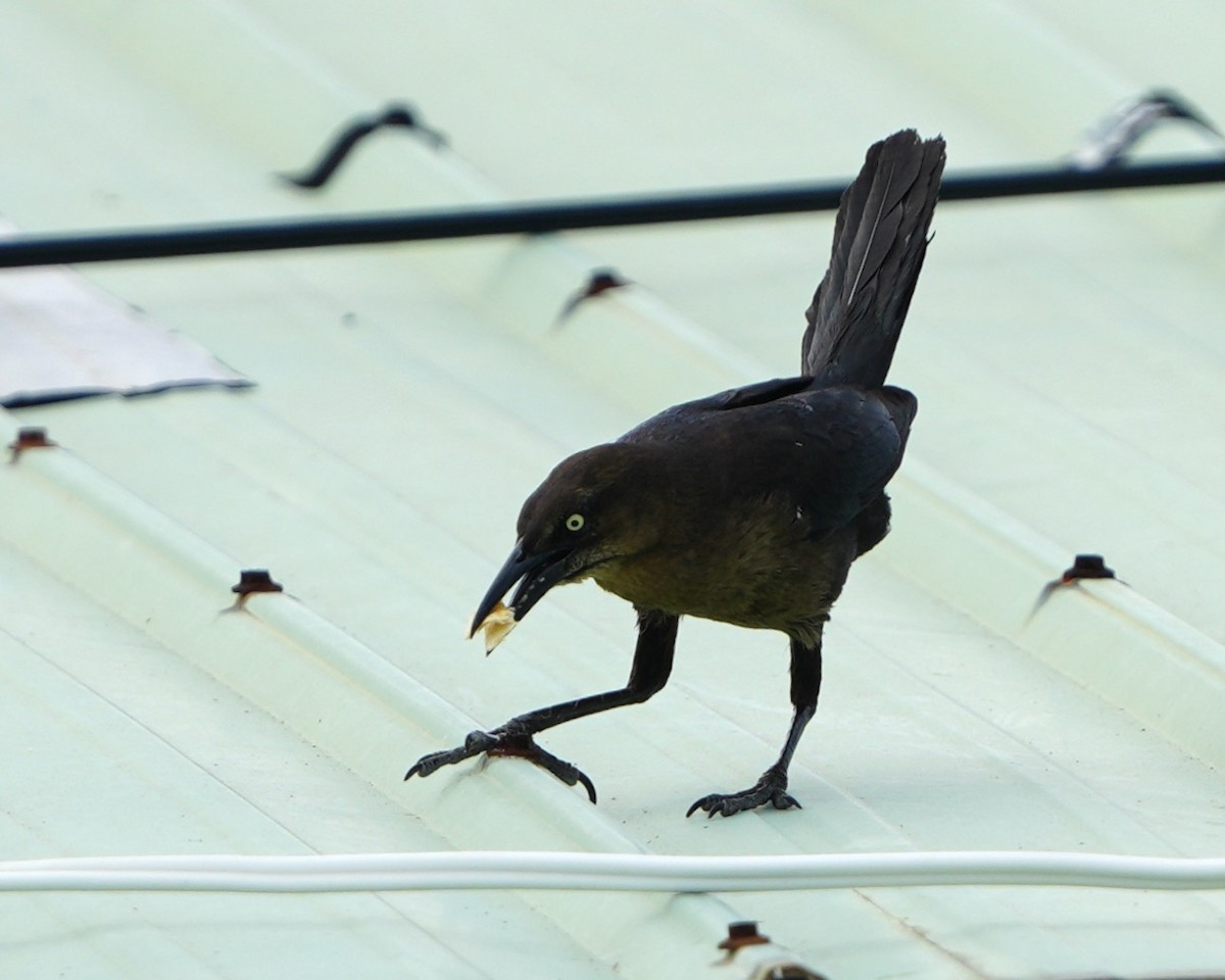 Great-tailed Grackle - ML635021353