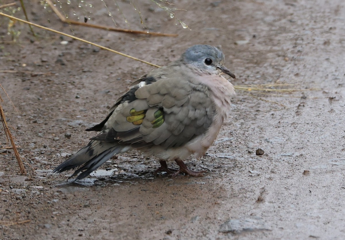 Emerald-spotted Wood-Dove - ML635021354