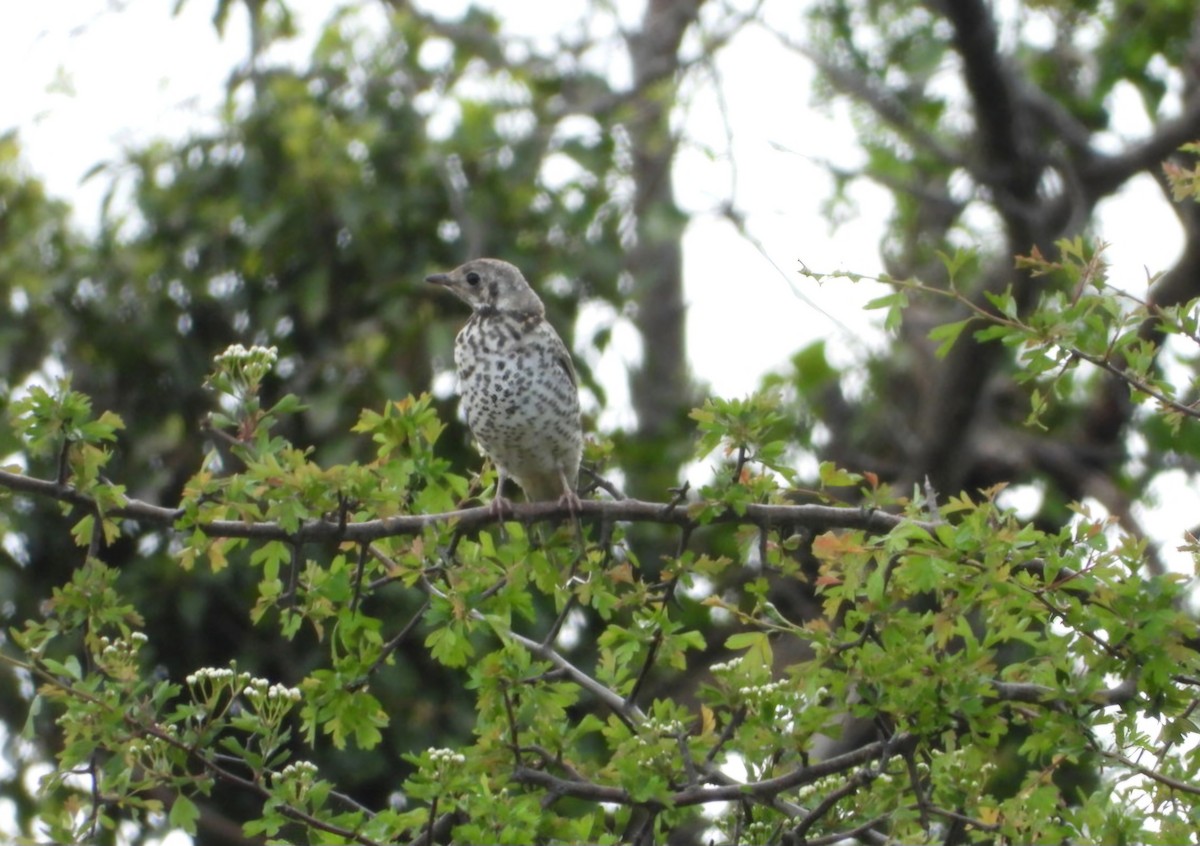 Бужмаг хөөндэй - ML635021427