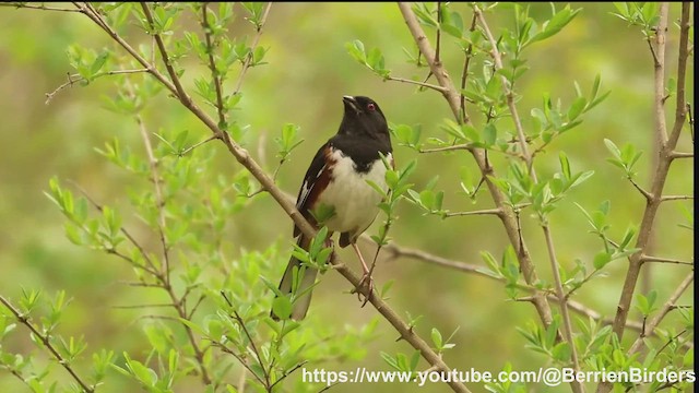 Eastern Towhee - ML635021436