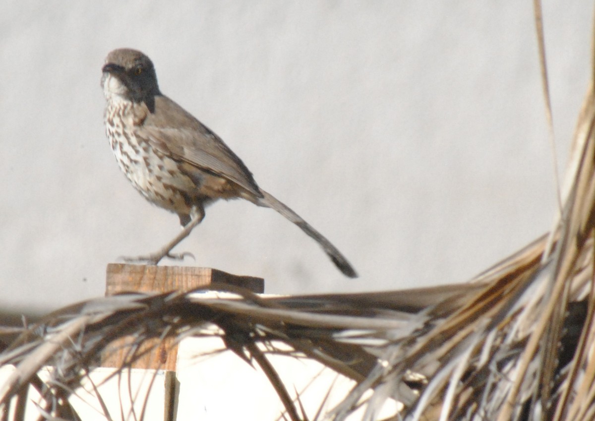 Gray Thrasher - ML635021440