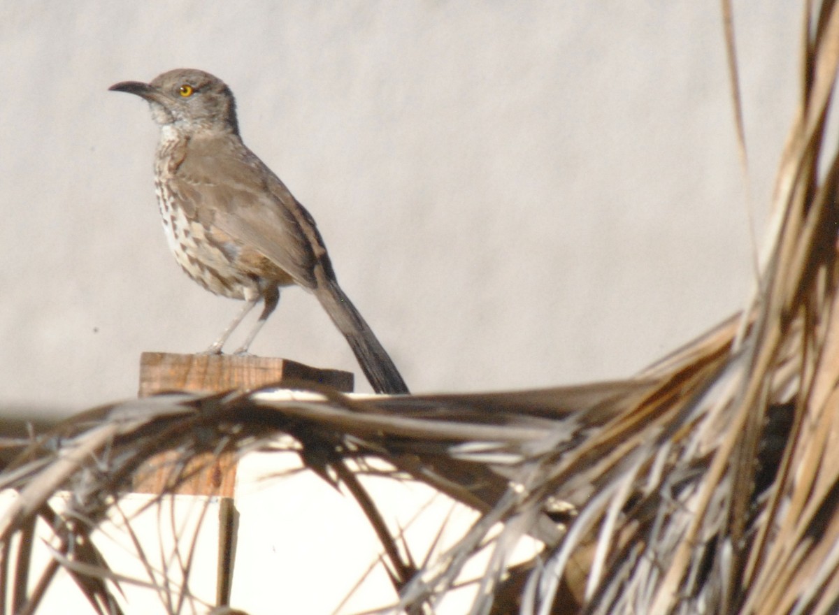 Gray Thrasher - ML635021441