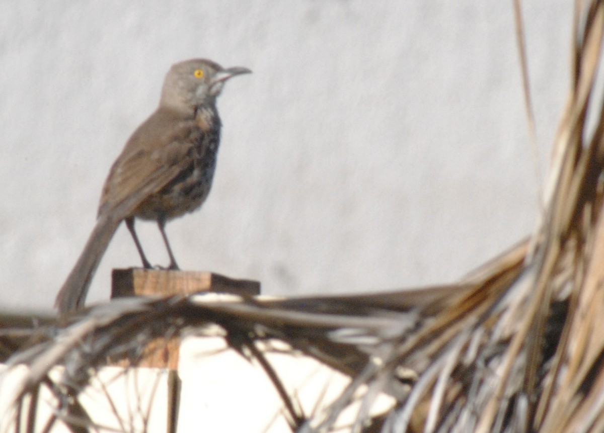 Gray Thrasher - ML635021442
