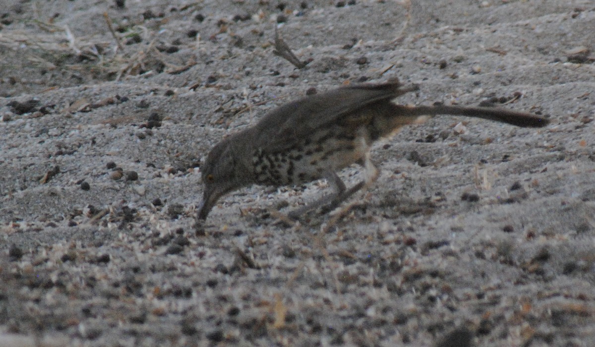 Gray Thrasher - ML635021444