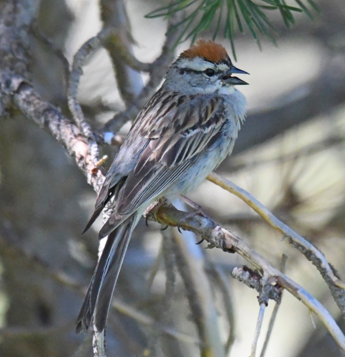 Chipping Sparrow - ML63502151