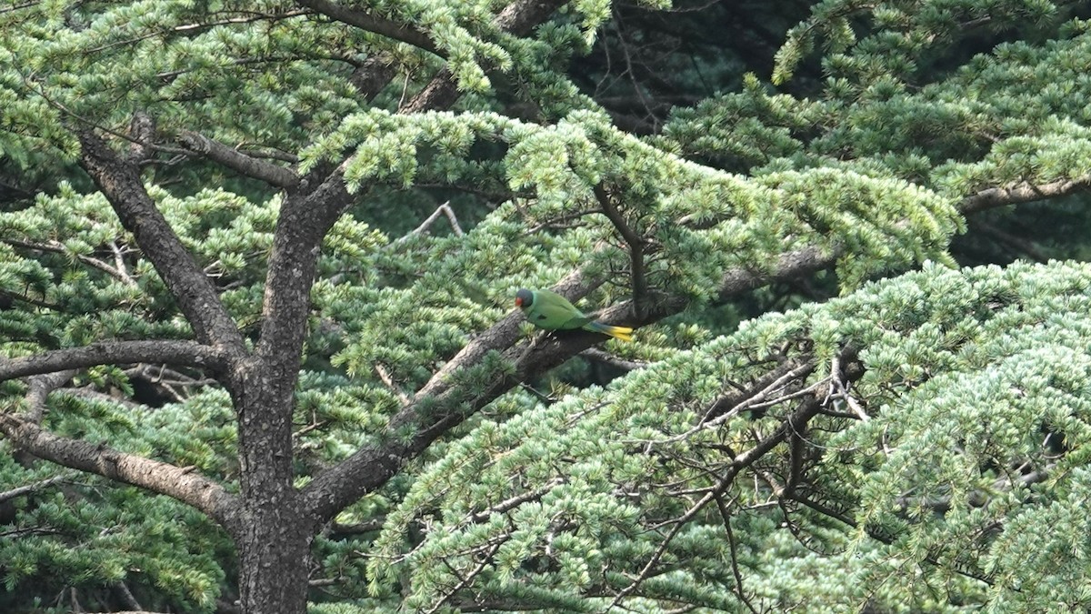 Slaty-headed Parakeet - ML635021537