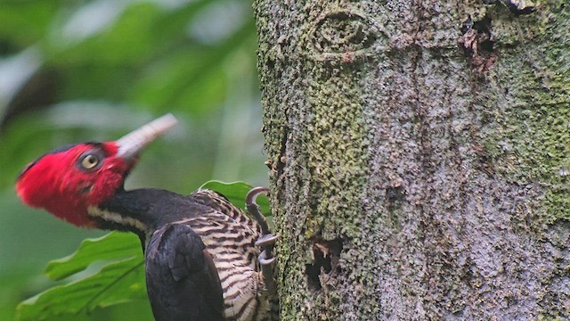 Pale-billed Woodpecker - ML635021607