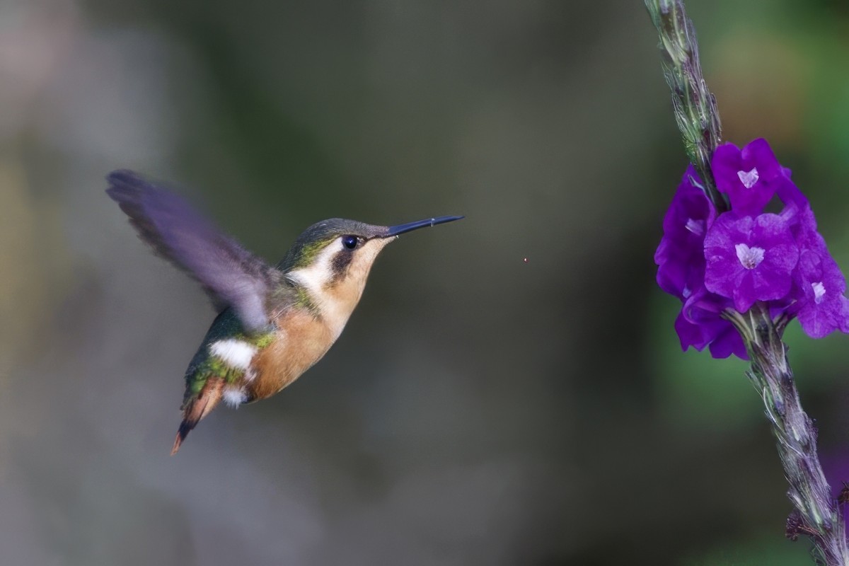 Colibri bourdon - ML635021743