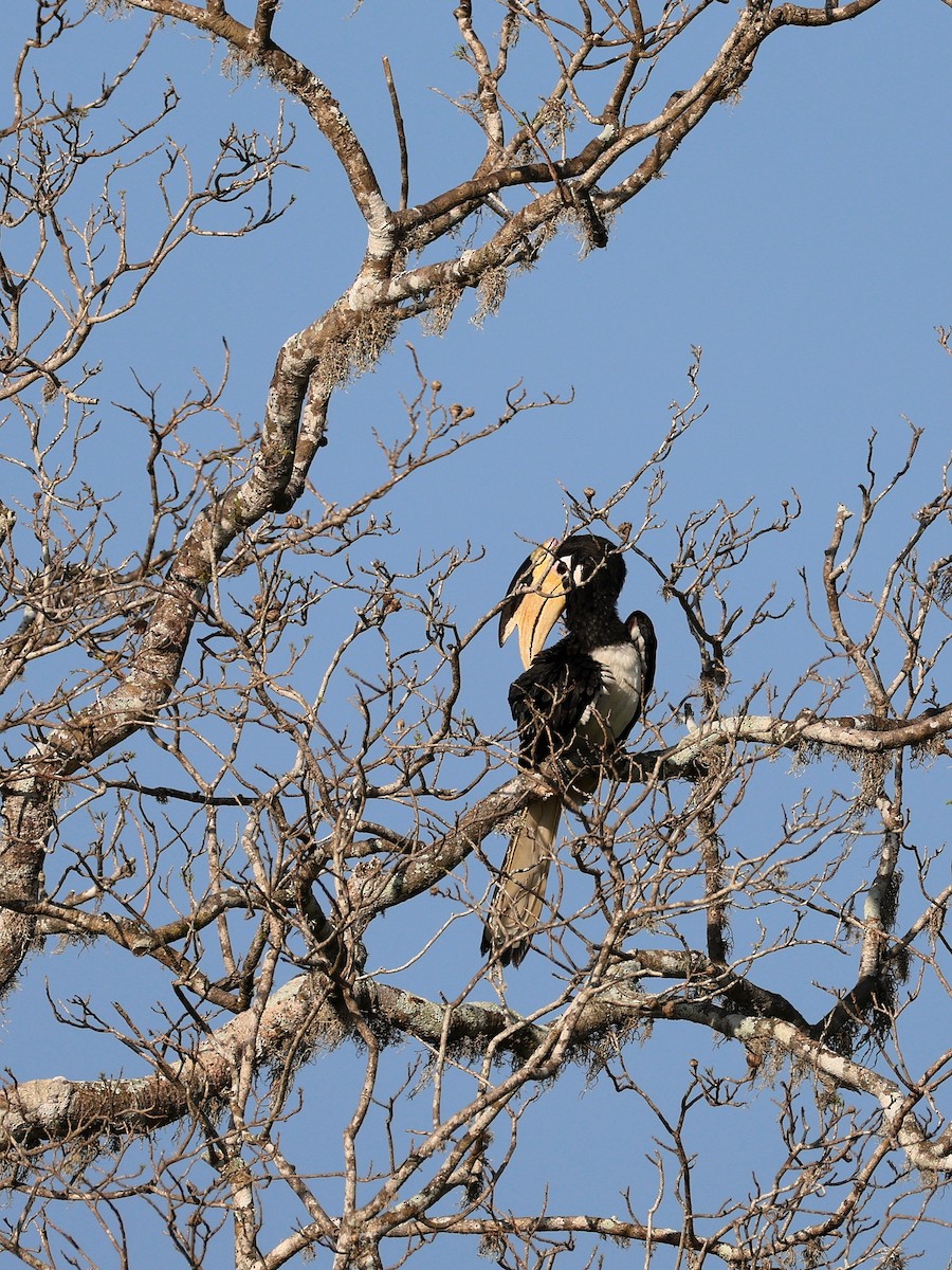 Malabar Pied-Hornbill - ML635021883