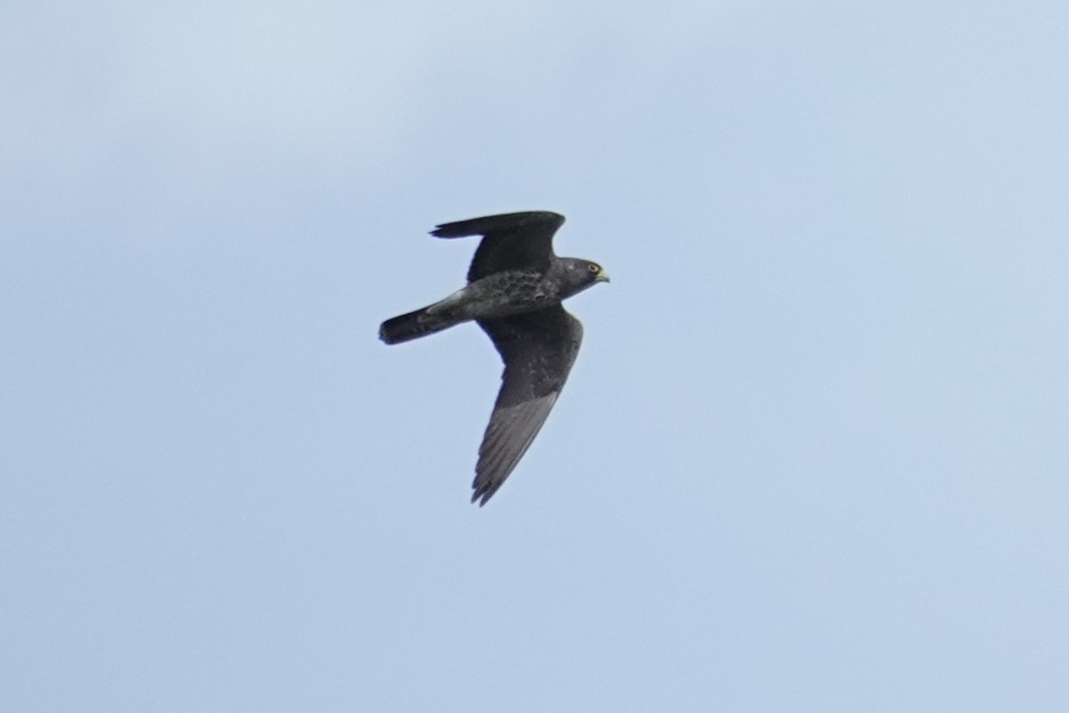 Halcón Pizarroso - ML635021896