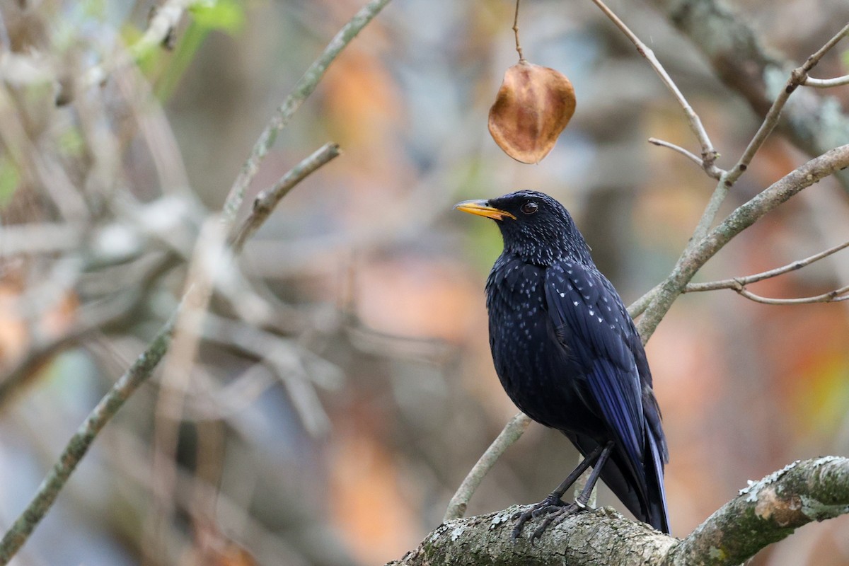 Blue Whistling-Thrush - ML635022028