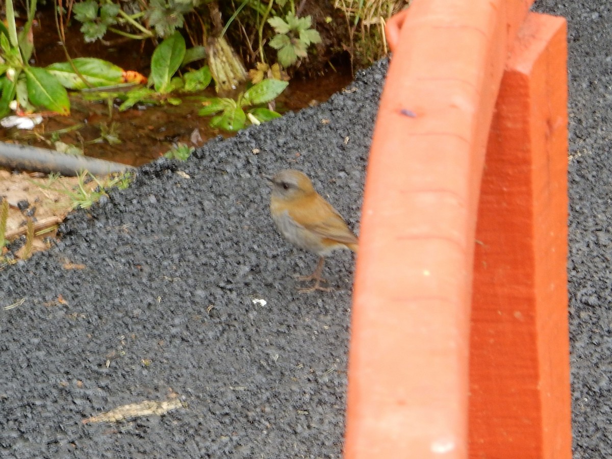 Black-billed Nightingale-Thrush - ML635022058