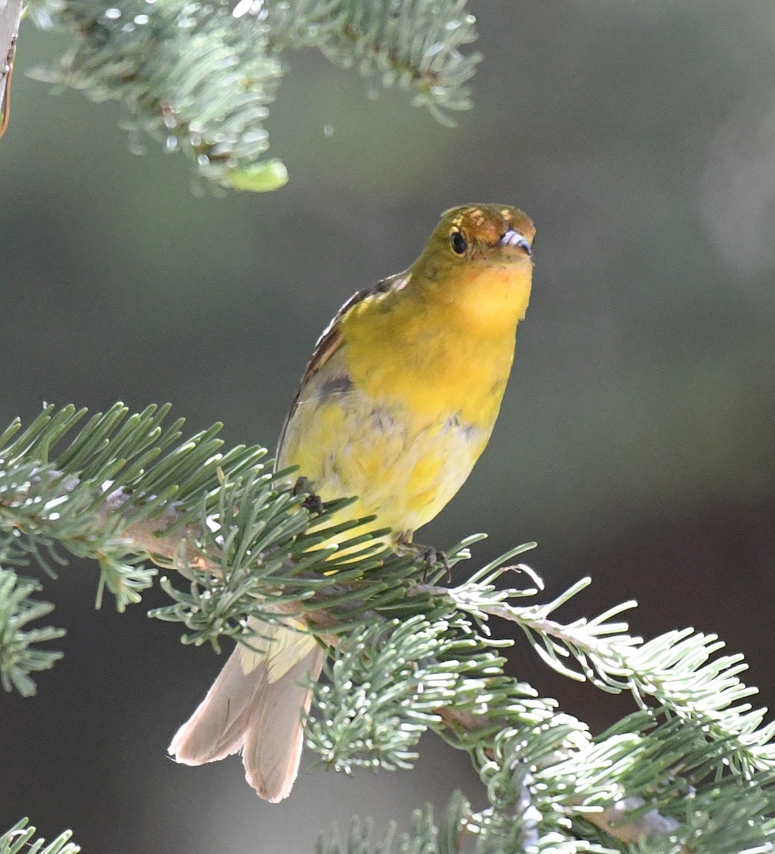 Western Tanager - ML63502211
