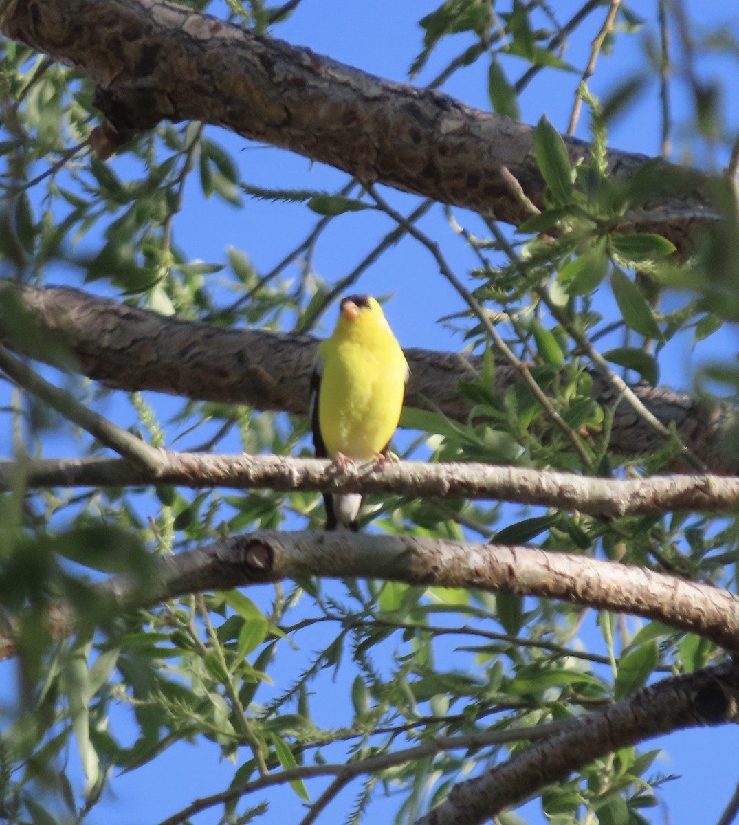 American Goldfinch - ML635022114
