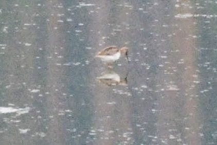 Terek Sandpiper - ML635022135