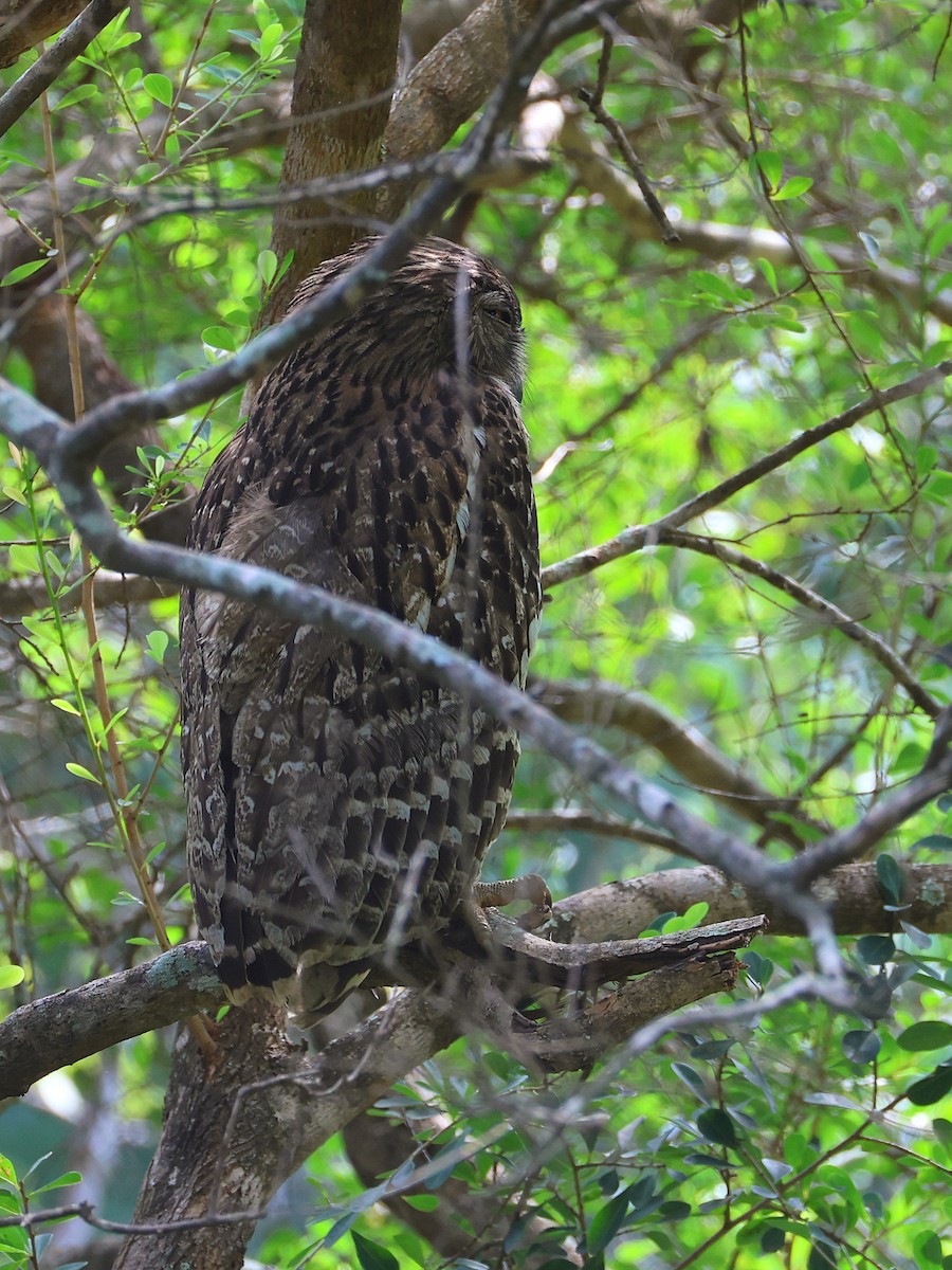 Brown Fish-Owl - ML635022201