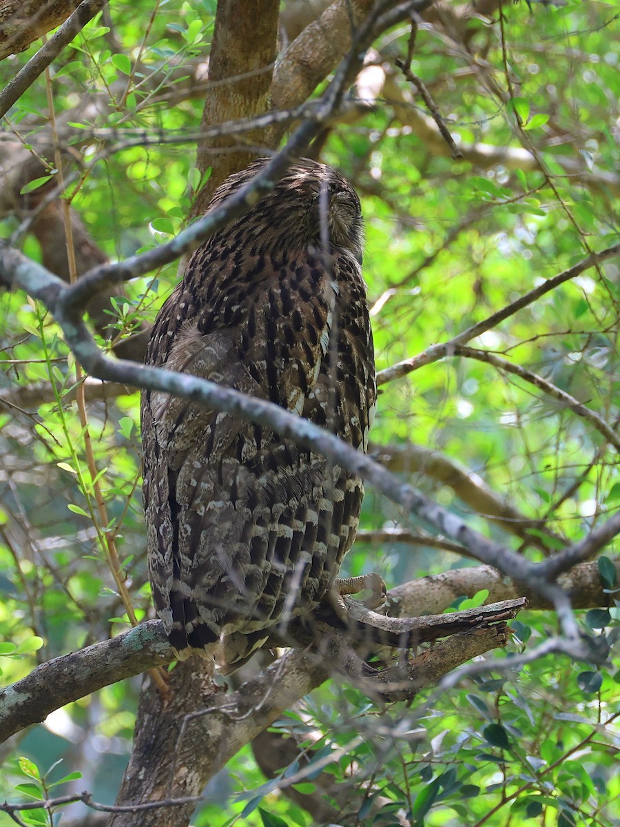 Brown Fish-Owl - ML635022202