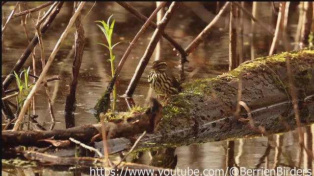 Northern Waterthrush - ML635022285