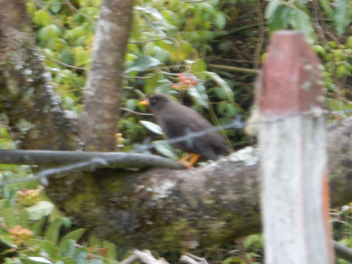 Sooty Thrush - ML635022289