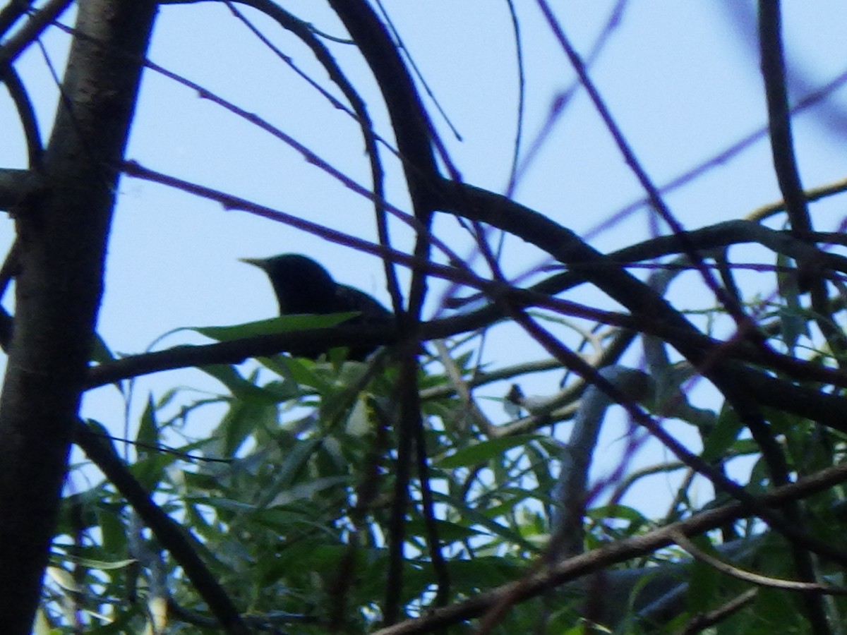 European Starling - ML635022441