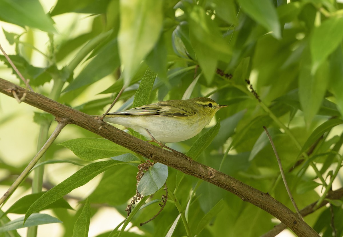Wood Warbler - ML635022465