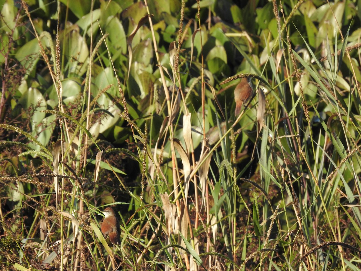 Yellow-chinned Spinetail - ML635022512