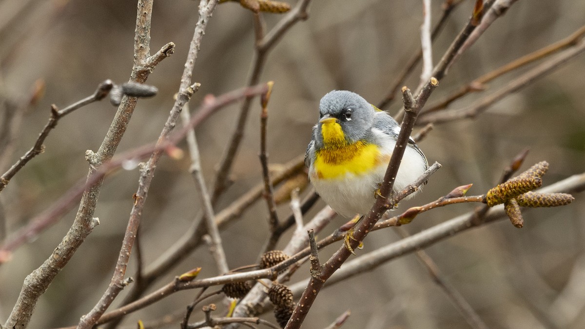Northern Parula - ML635022523