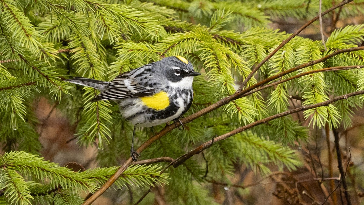 Yellow-rumped Warbler - ML635022545