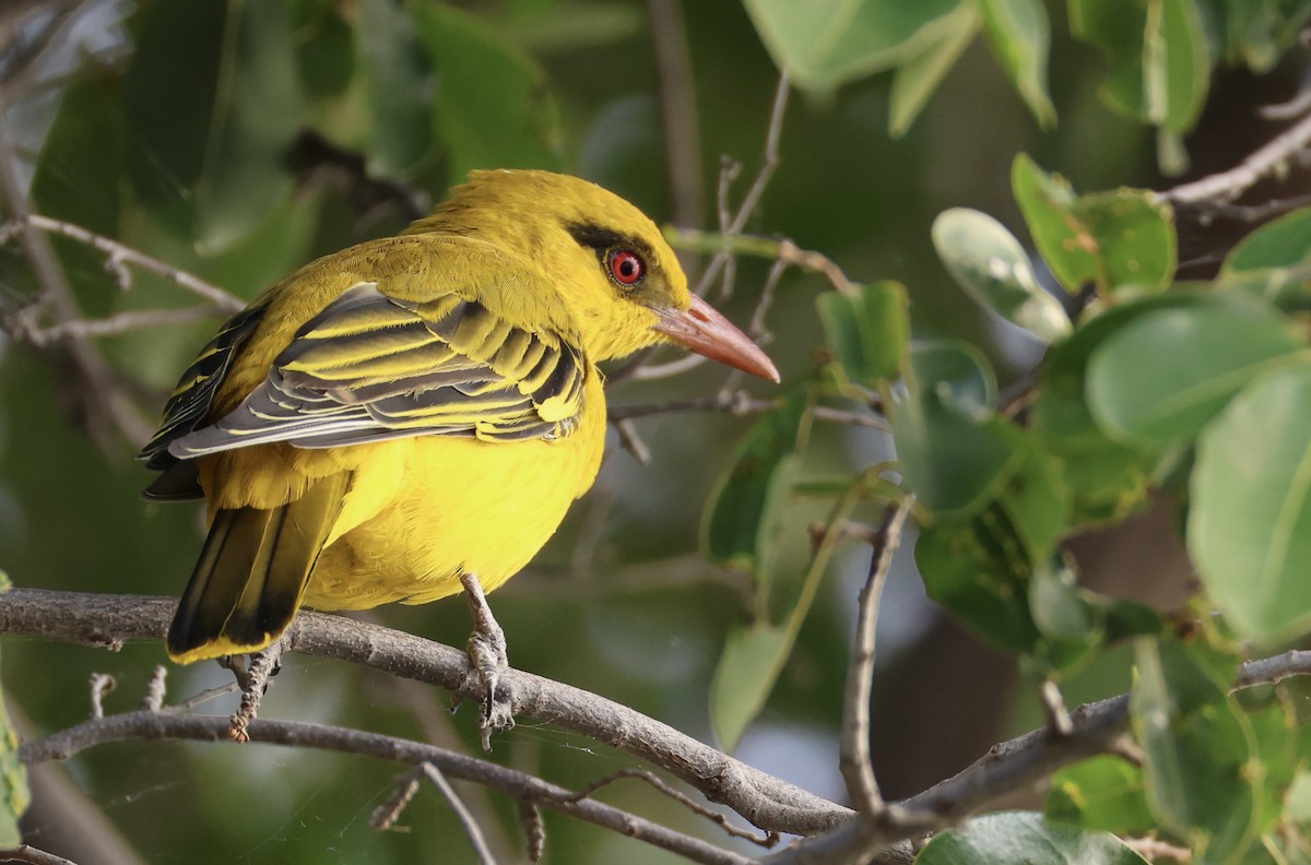 African Golden Oriole - ML635022561