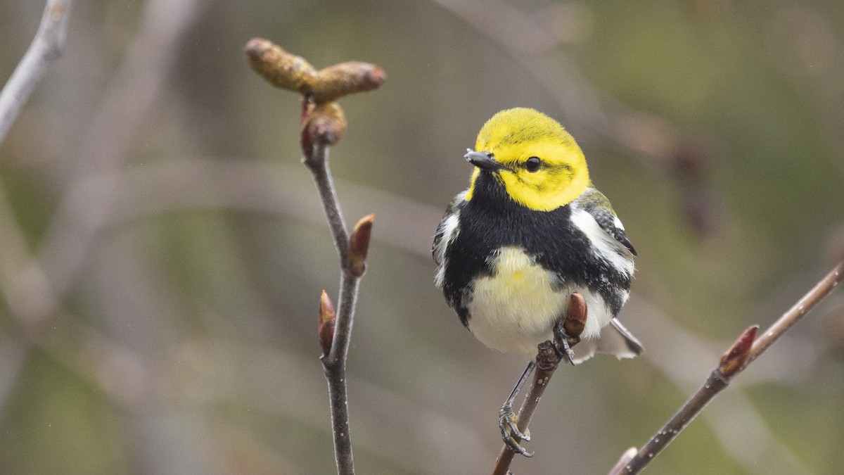 Black-throated Green Warbler - ML635022571