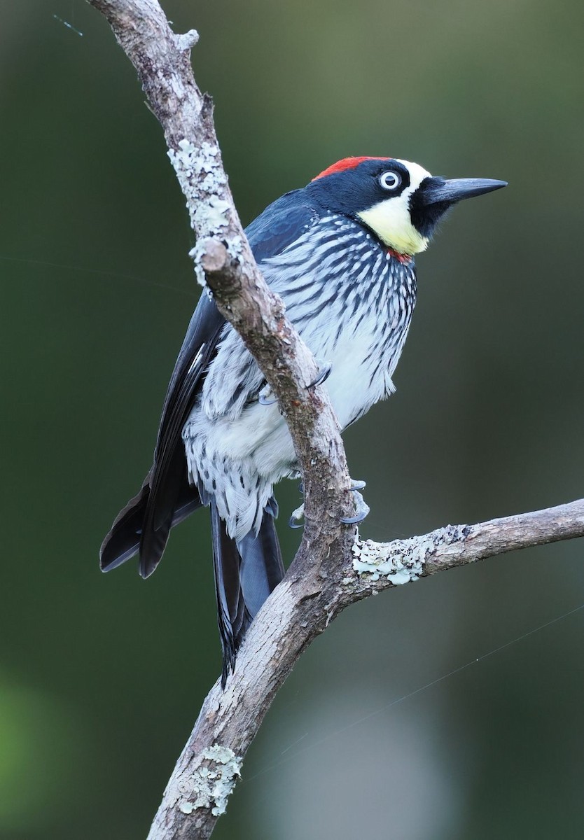 Acorn Woodpecker - ML635022572