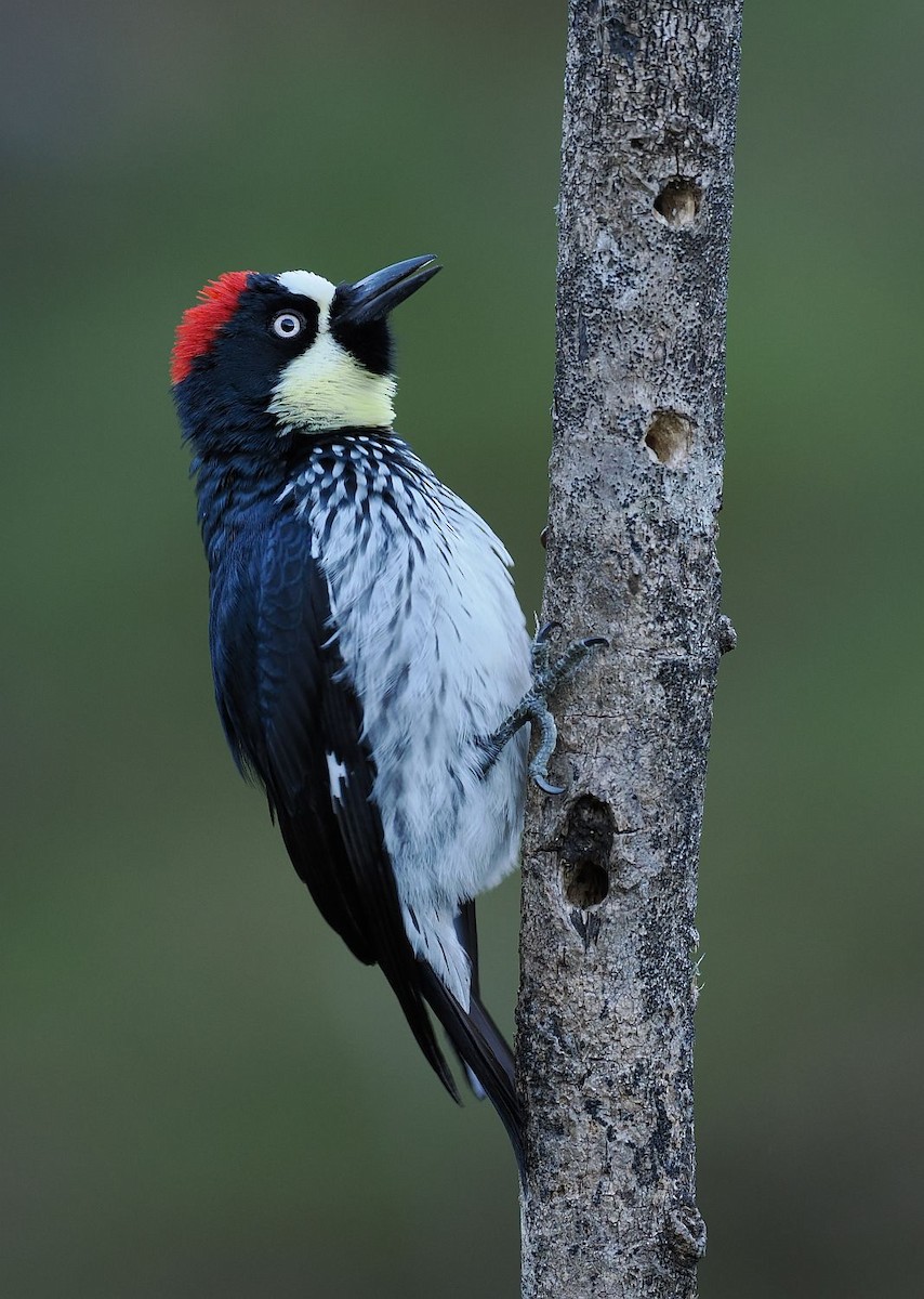 Acorn Woodpecker - ML635022573