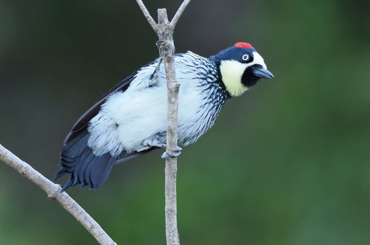 Acorn Woodpecker - ML635022574